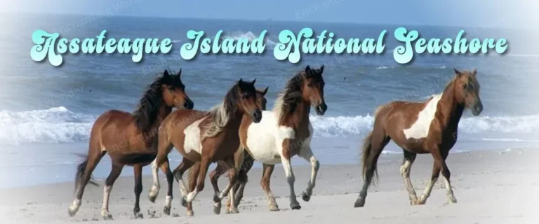 assateague-island-national-seashore